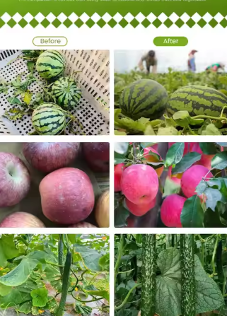 Best Price High Quality Water Soluble Fertilizer NPK 20-20-20+TE